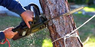 Best Storm Damage Tree Cleanup  in Ozark, AL